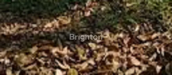 KAVLING TANAH NGINDEN DEKAT UNTAG SURABAYA TIMUR CCK UTK USAHA