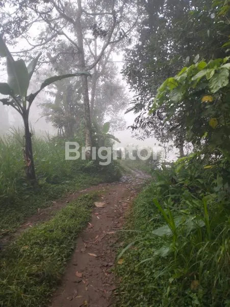 image DIJUAL TANAH BEDUGUL (4)