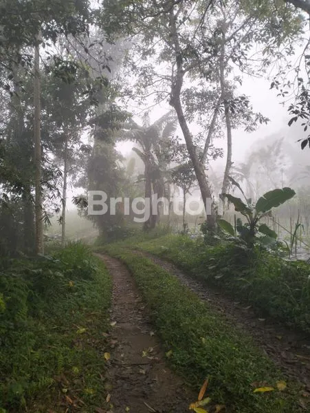 image DIJUAL TANAH BEDUGUL (5)