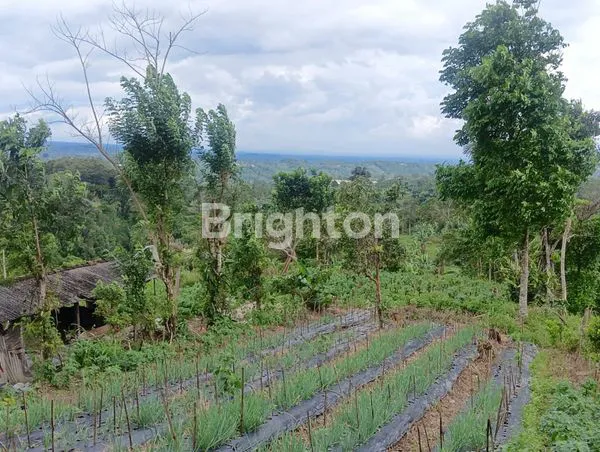 image DIJUAL TANAH BEDUGUL (6)