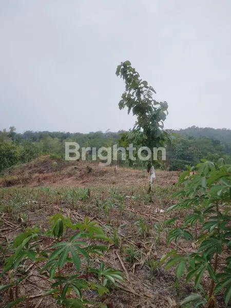 image TANAH SELUAS 7.455 M² DI KALIDAWIR TULUNGAGUNG (2)