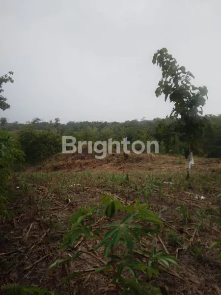 TANAH SELUAS 7.455 M² DI KALIDAWIR TULUNGAGUNG