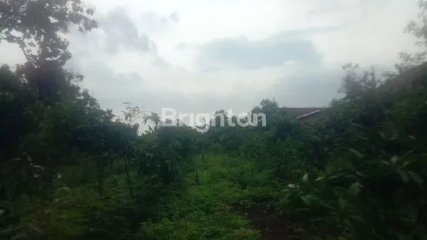 image TANAH SHM 1544 M², LOKASI BAGUS DI TERBAN KUDUS (3)