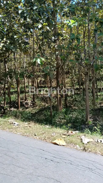 image TANAH 2811M2 DI MULO, WONOSARI, GUNUNG KIDUL  (1)