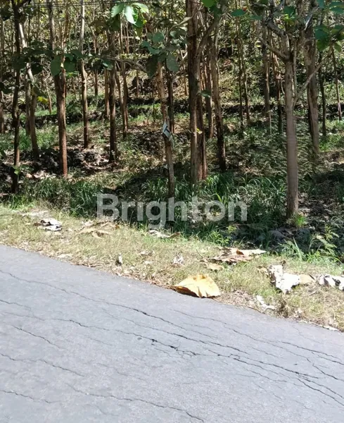 image TANAH 2811M2 DI MULO, WONOSARI, GUNUNG KIDUL  (3)