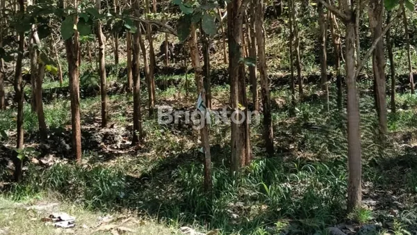 image TANAH 2811M2 DI MULO, WONOSARI, GUNUNG KIDUL  (4)