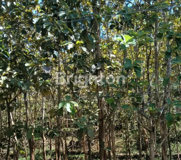 image TANAH 2811M2 DI MULO, WONOSARI, GUNUNG KIDUL  (5)