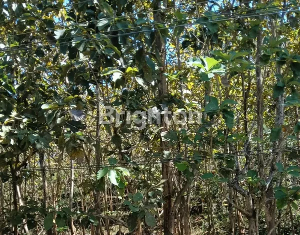 image TANAH 2811M2 DI MULO, WONOSARI, GUNUNG KIDUL  (6)