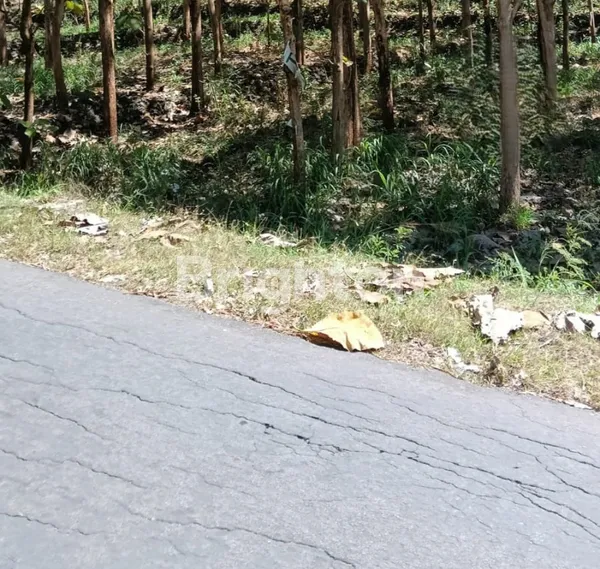 image TANAH 2811M2 DI MULO, WONOSARI, GUNUNG KIDUL  (7)