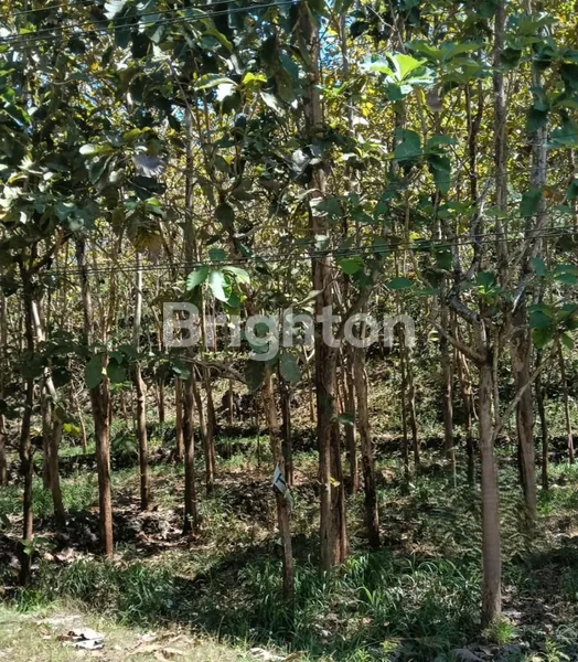 image TANAH 2811M2 DI MULO, WONOSARI, GUNUNG KIDUL  (8)