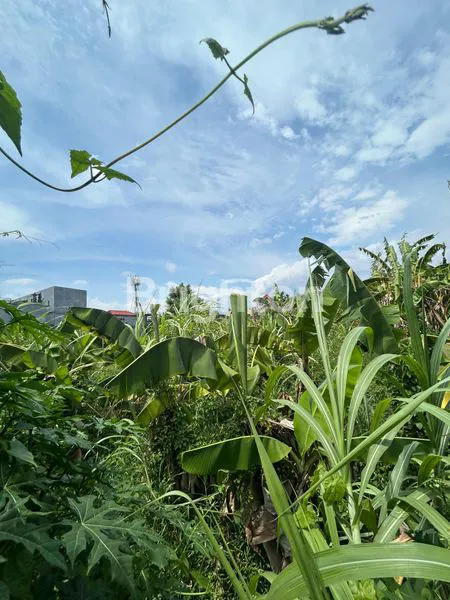 image DI SEWAKAN TANAH 2300 M2 DEKAT KAMPUS DAN PERTOKOAN DI KAWASAN PANJER DENPASAR SELATAN BALI (4)