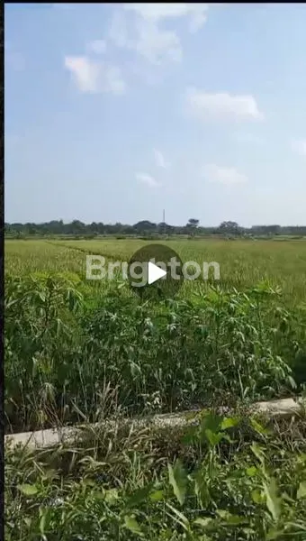 image SANGAT LANGKA!!! TANAH 5 HA DEKAT AKSES TOL DELANGGU !!! ZONA MERAH (1)