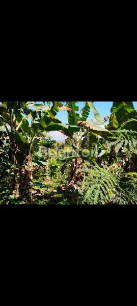 image JUAL TANAH (2)