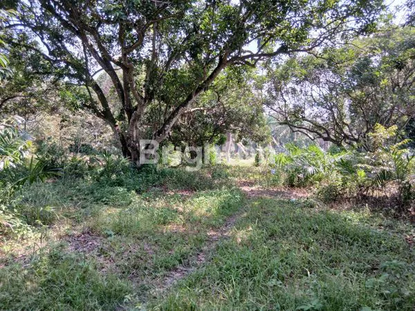 LAHAN KOMERSIL / KEBUN RAMBUTAN DAN DURIAN
