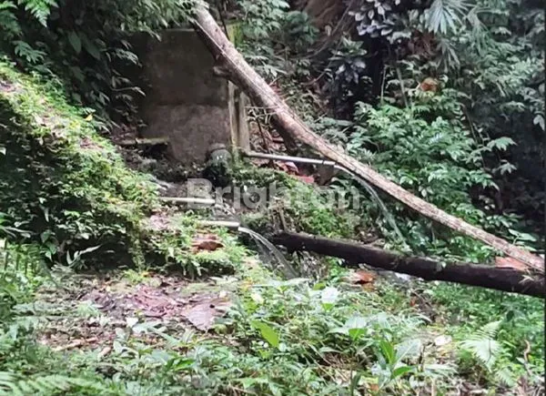 image TANAH 1,2 HEKTAR DENGAN MATA AIR ALAMI YG MELIMPAH DI KAWASAN PENEBEL TABANAN BALI (3)