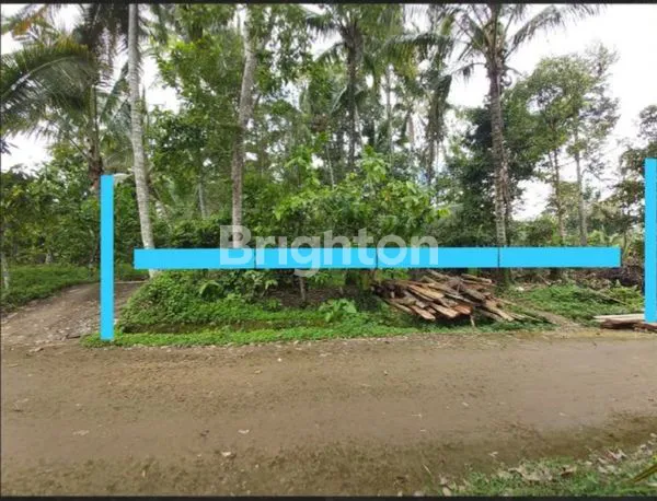 image TANAH 1,2 HEKTAR DENGAN MATA AIR ALAMI YG MELIMPAH DI KAWASAN PENEBEL TABANAN BALI (5)