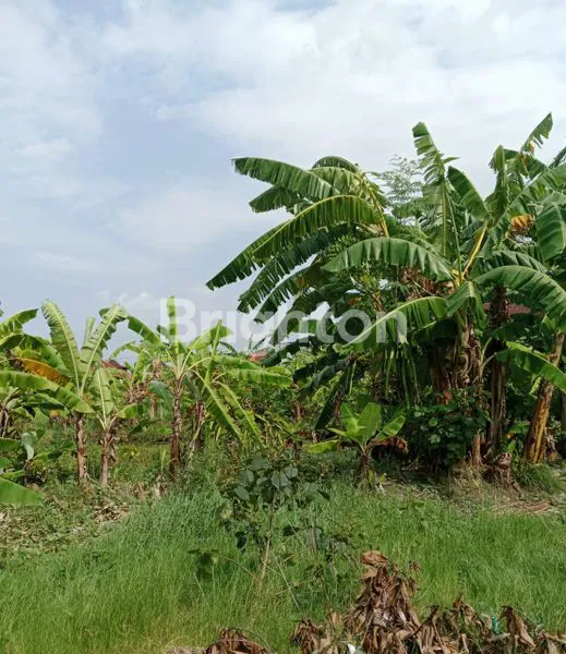 image SEWA LAHAN 20 ARE, SHM, LOKASI STRATEGIS (2)