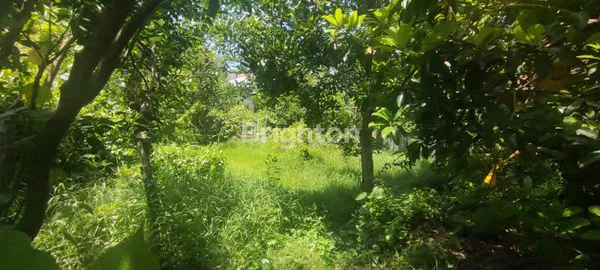 image DIJUAL TANAH DI MENGWI – LUKLUK, BADUNG (5)