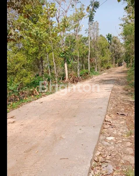 image TANAH KEBUN DUREN DAN CENGKEH WONOSALAM (1)