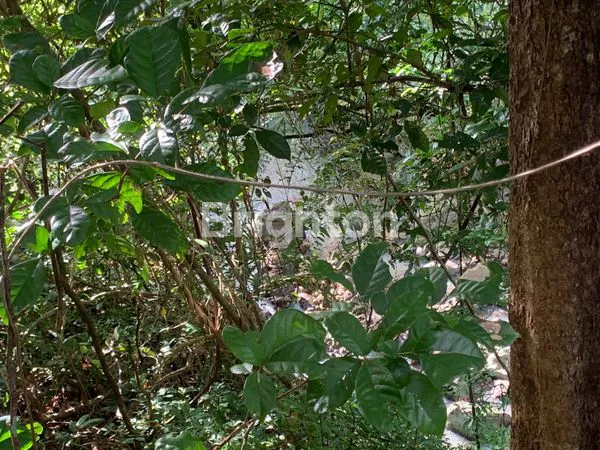 image  DIJUAL TANAH LUAS & STRATEGIS DI BANJAR TIREMAN– TABANAN, BALI (8)