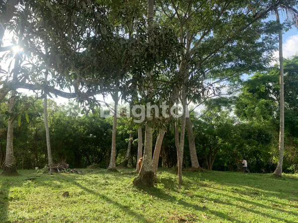 image  DIJUAL TANAH LUAS & STRATEGIS DI BANJAR TIREMAN– TABANAN, BALI (5)
