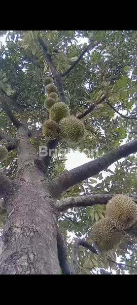 image TANAH DI JUAL BESRTA POHON DURIAN (8)