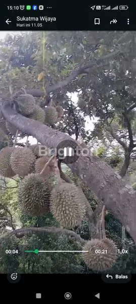 image TANAH DI JUAL BESRTA POHON DURIAN (2)