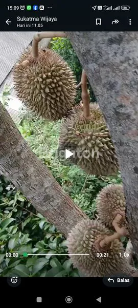image TANAH DI JUAL BESRTA POHON DURIAN (6)