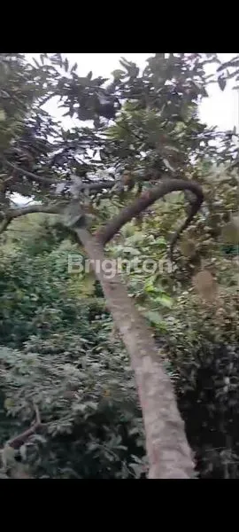 image TANAH DI JUAL BESRTA POHON DURIAN (7)