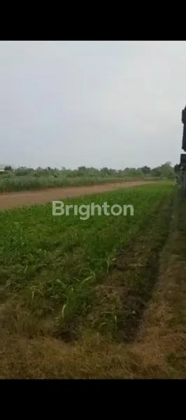 image LAHAN ZONA HIJAU 1300AN M² AREA BANYUDONO BOYOLALI (1)