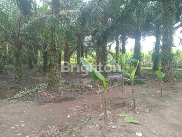 LAHAN TANAH KOSONG SELUAS 1,2 HEKTAR, SANGAT COCOK.UNTUK DIBANGUN KOMPLEK PERUMAHAN SUBSIDI ATAU PUN MINIMALIS, SANGAT DEKAT DENGAN STASION ANGKUTAN 26, BERSEBELAHAN DENGAN SALAH SATU KOMPLEK PERUMAHAN, HARGA SESUAI UNTUK DEVELOPER PERUMAHAN, MASIH DIBAWA