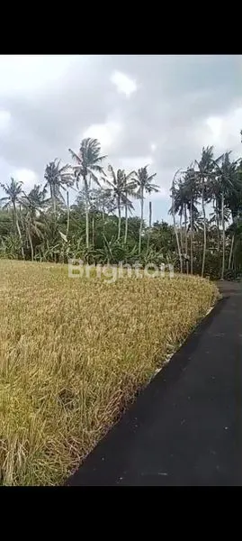 image TANAH KOSONG CEMAGI 300M² HANYA 2 MENIT KE PANTAI MENGENING CEMAGI (5)
