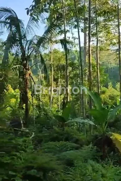 image TANAH 40 ARE DI MUNCAN, SIDEMEN – VIEW GUNUNG AGUNG, SUNGAI & SAWAH, ZONA KUNING SHM (6)