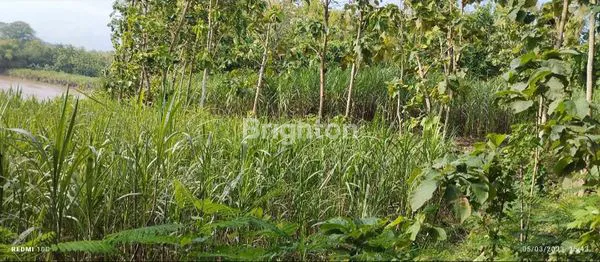 image INVESTASI TANAH 3000M² SHM, HARGA MENARIK (1)