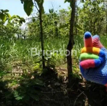 image INVESTASI TANAH 3000M² SHM, HARGA MENARIK (2)