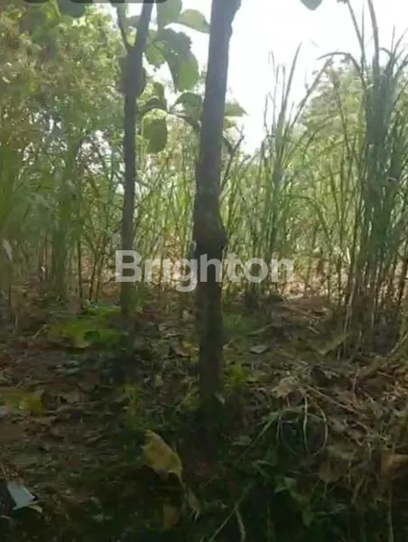 image INVESTASI TANAH 3000M² SHM, HARGA MENARIK (3)