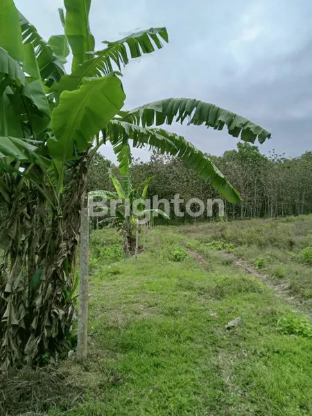 image DIJUAL *LAHAN AREA BISNIS INDUSTRI*KAB BLITAR (1)