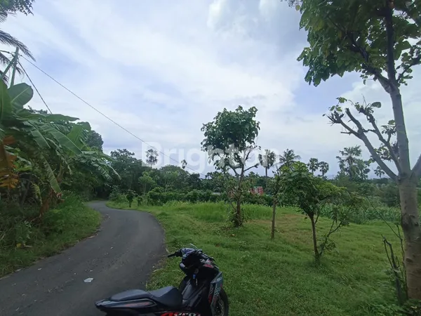 image DIJUAL TANAH KEBUN LUAS 50 HEKTAR DI TEMBOK TEJAKULA BULELENG (2)