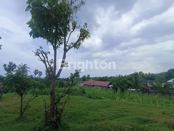 image DIJUAL TANAH KEBUN LUAS 50 HEKTAR DI TEMBOK TEJAKULA BULELENG (3)