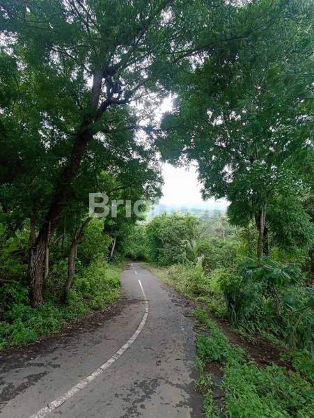 image DIJUAL TANAH KEBUN LUAS 50 HEKTAR DI TEMBOK TEJAKULA BULELENG (6)