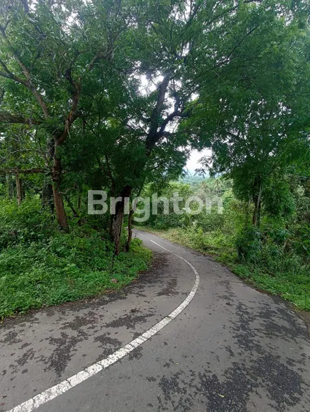 image DIJUAL TANAH KEBUN LUAS 50 HEKTAR DI TEMBOK TEJAKULA BULELENG (8)