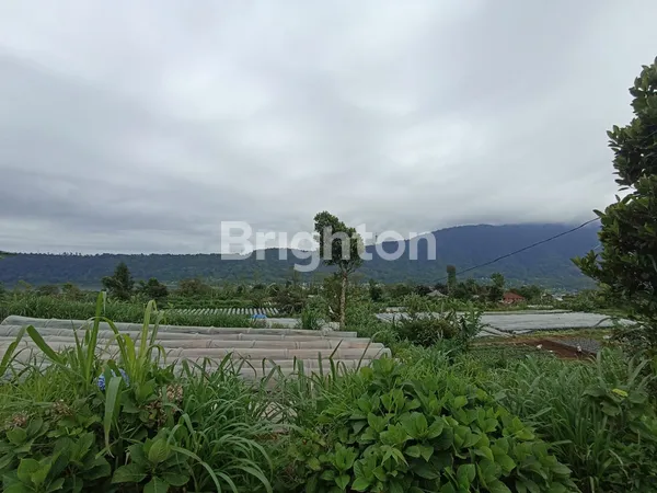 image DIJUAL TANAH KEBUN 10 HEKTAR DI PANCASARI BEDUGUL (2)