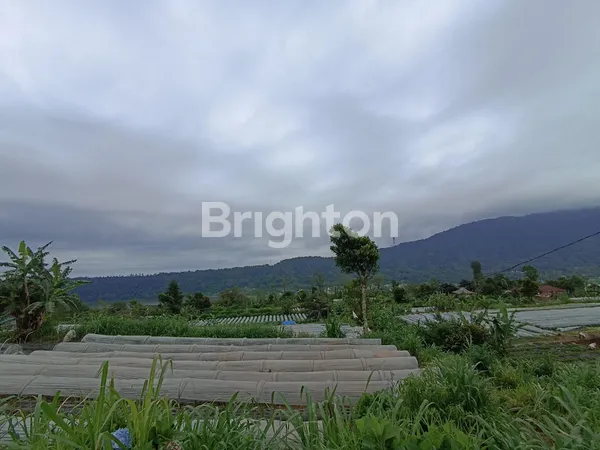 image DIJUAL TANAH KEBUN 10 HEKTAR DI PANCASARI BEDUGUL (4)