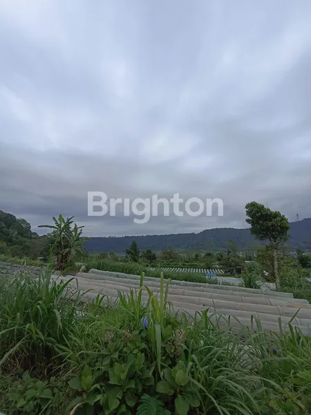 image DIJUAL TANAH KEBUN 10 HEKTAR DI PANCASARI BEDUGUL (5)