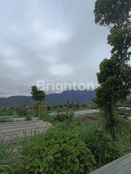 image DIJUAL TANAH KEBUN 10 HEKTAR DI PANCASARI BEDUGUL (6)