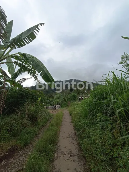 image DIJUAL TANAH KEBUN 10 HEKTAR DI PANCASARI BEDUGUL (7)