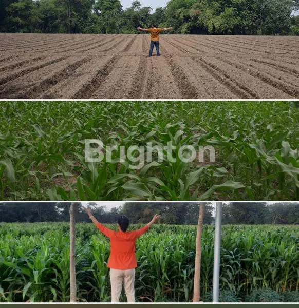 image TANAH DI DUSUN SIDORAWUH, DESA SUKOHARJO, KEDIRI. (1)