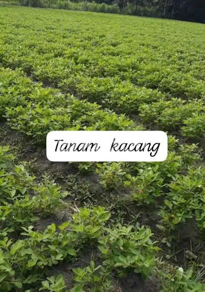 image TANAH DI DUSUN SIDORAWUH, DESA SUKOHARJO, KEDIRI. (2)