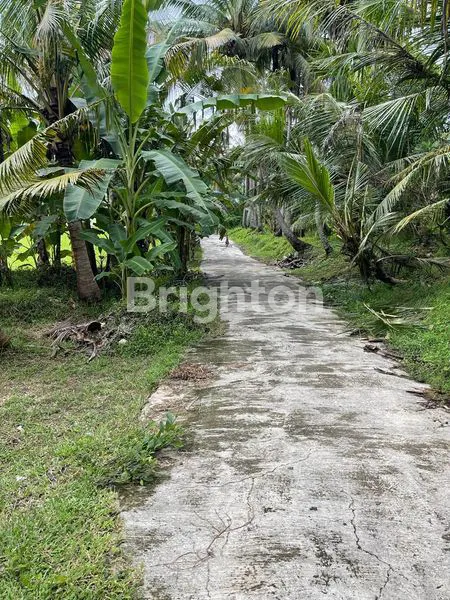 image TANAH DI JUAL AREA PANTAI SABA (4)
