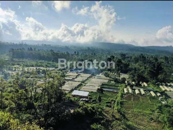 image INVESTASI AGRIBISNIS PREMIUM DI BEDUGUL, BALI (5)